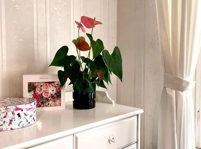 Basilica Rose